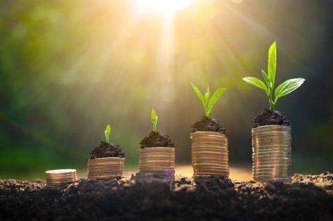 Wachstum Geld Pflanzen